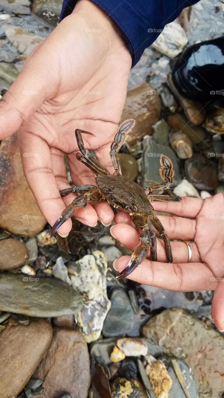 Crab on hand