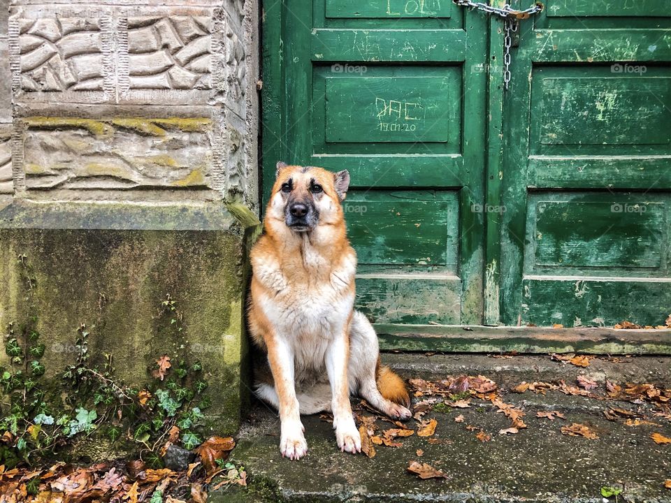 Dog and green door