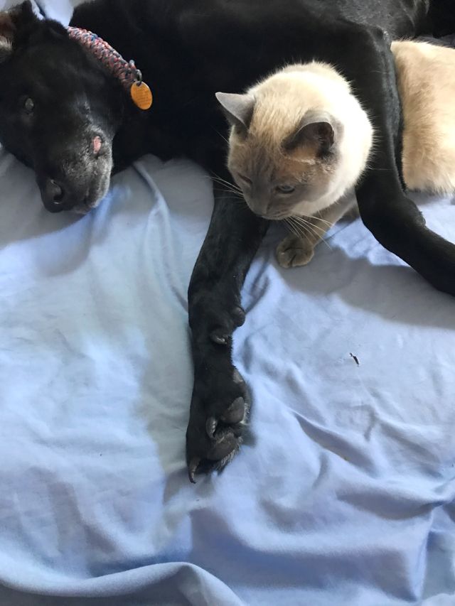 Dog, Mammal, No Person, One, Pet