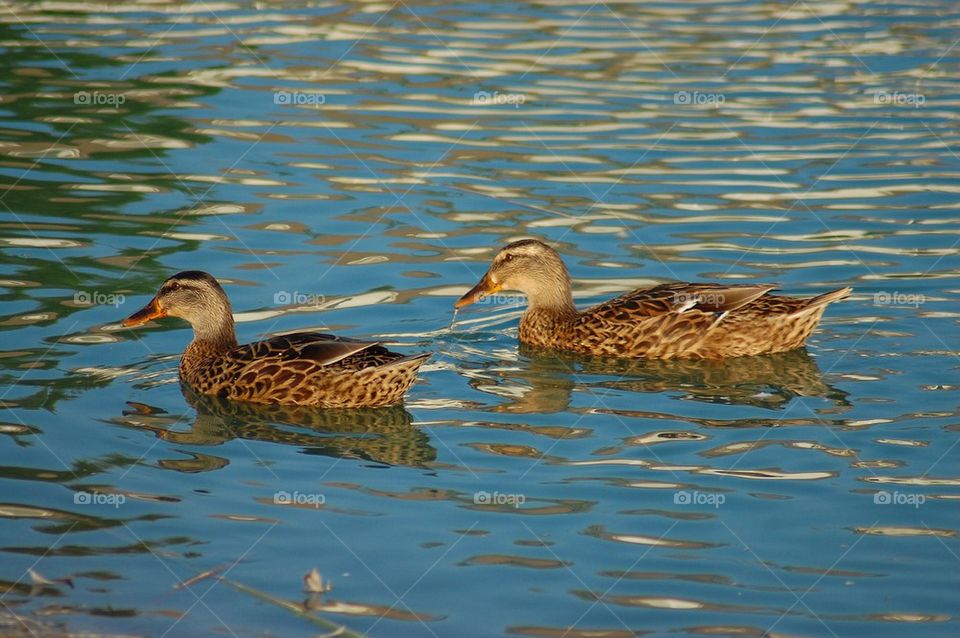 Pair of Mallard Ducks