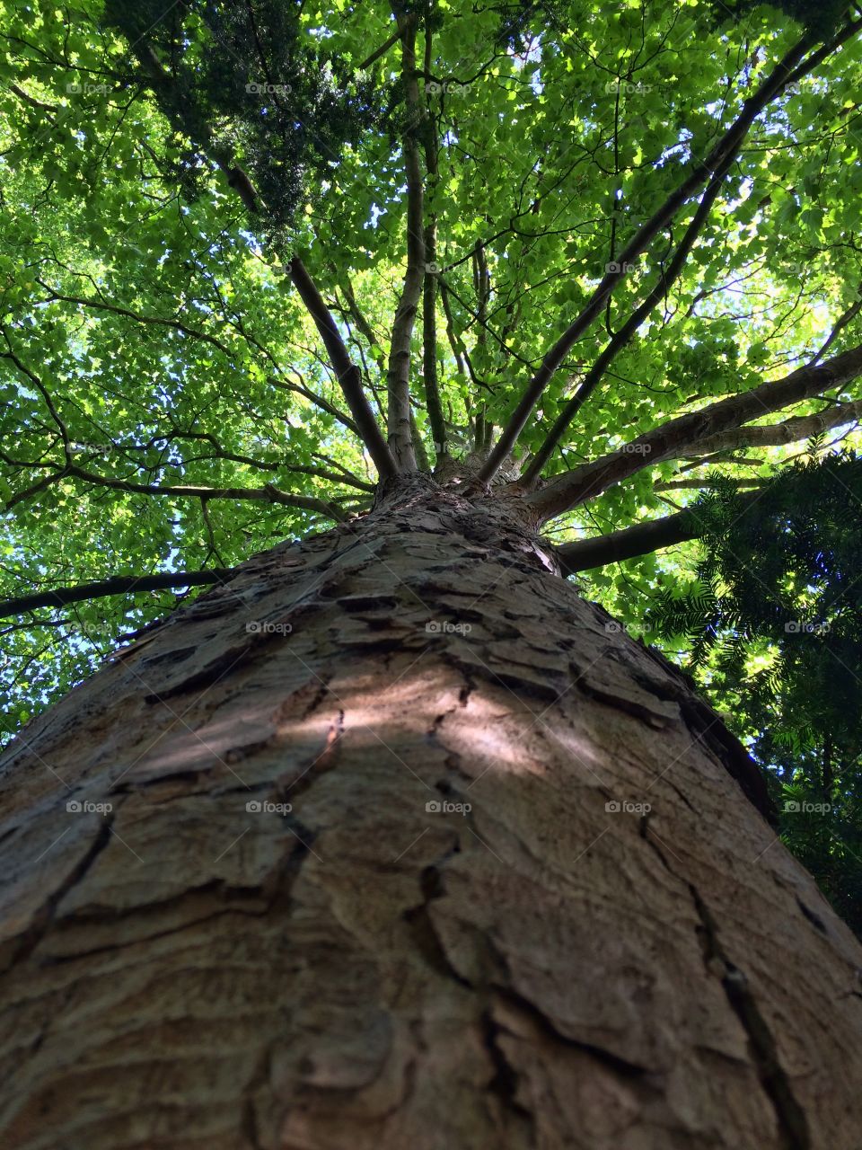 Old Tree. Photo of a tree looking up the trunk for a looking up Foap mission ...