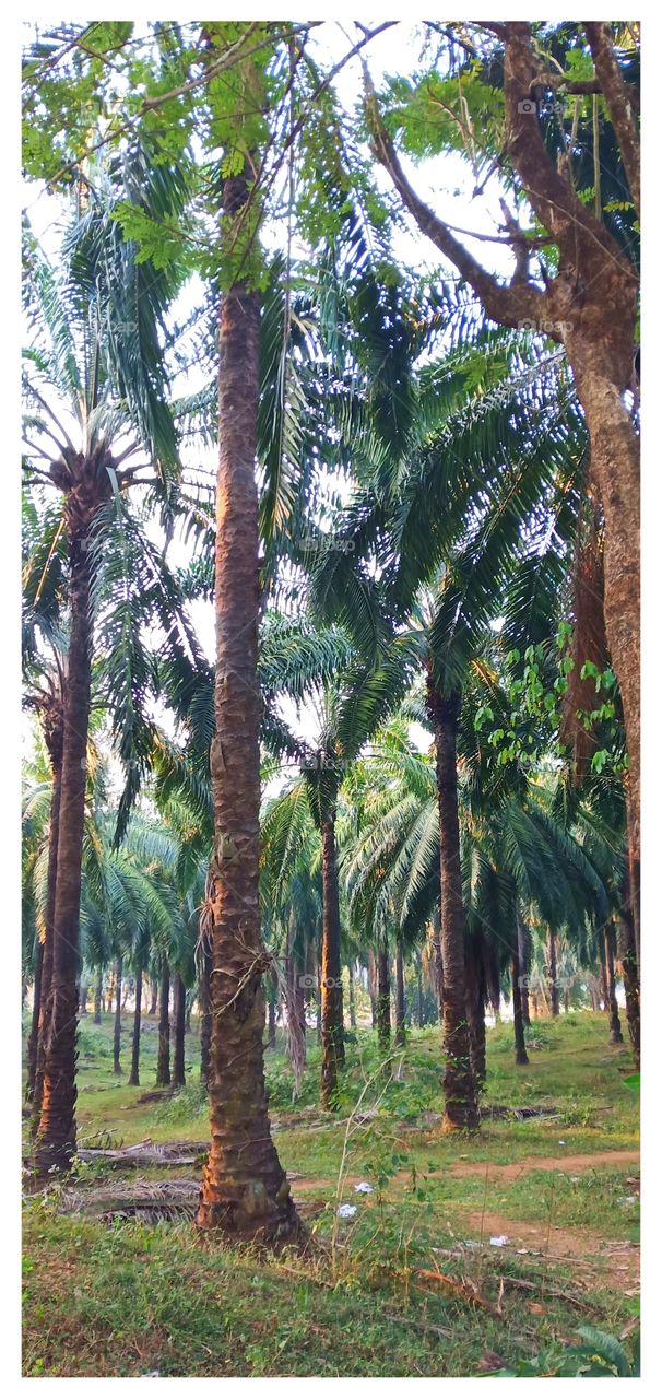 Palm tree garden