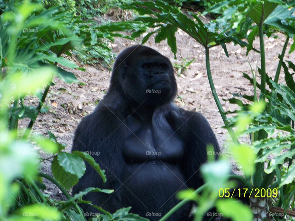 Pondering gorilla 