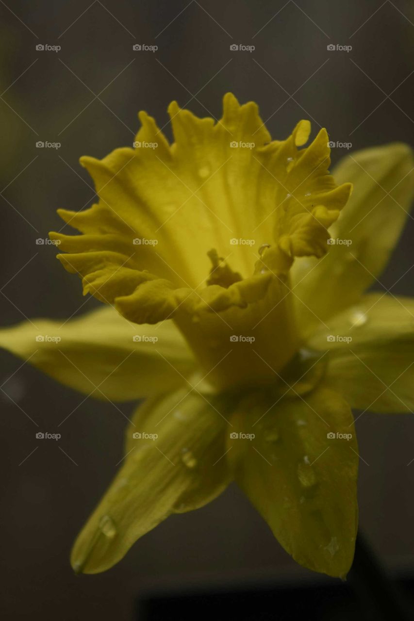 Daffodil After Rain
