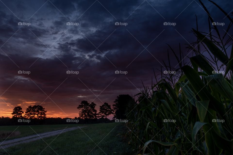 Foap, Light: Natural vs Artificial - View of an old dirt road along side of a cornfield as twilight early morning twilight gives way to the dawn of a new day. 
