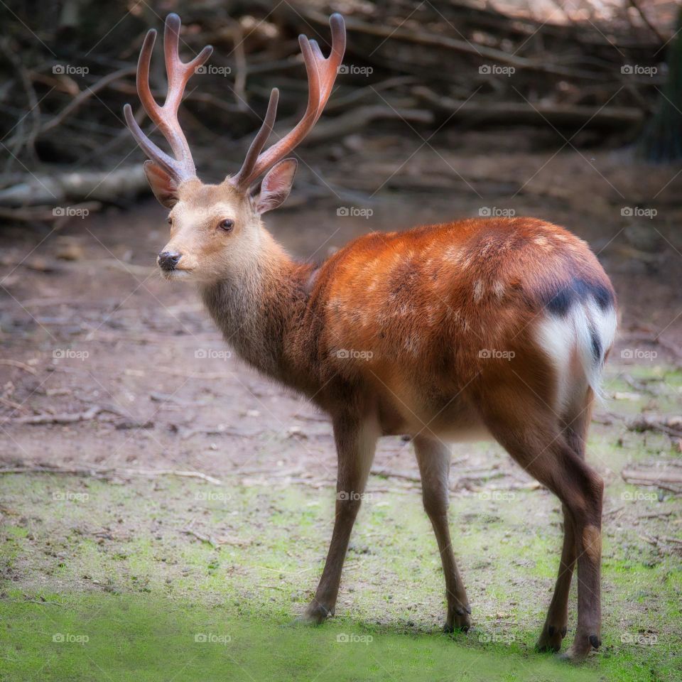 Beautiful brown colour deer