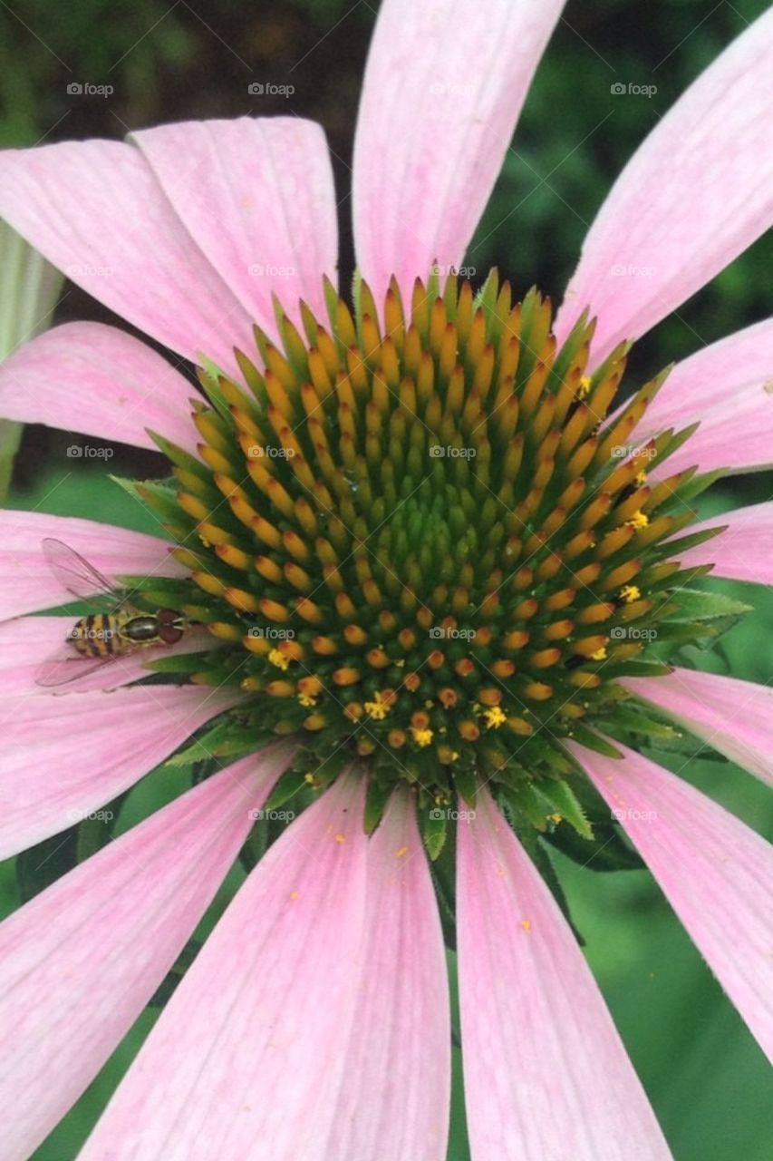 Echinacea - Nature's Miracle Healer