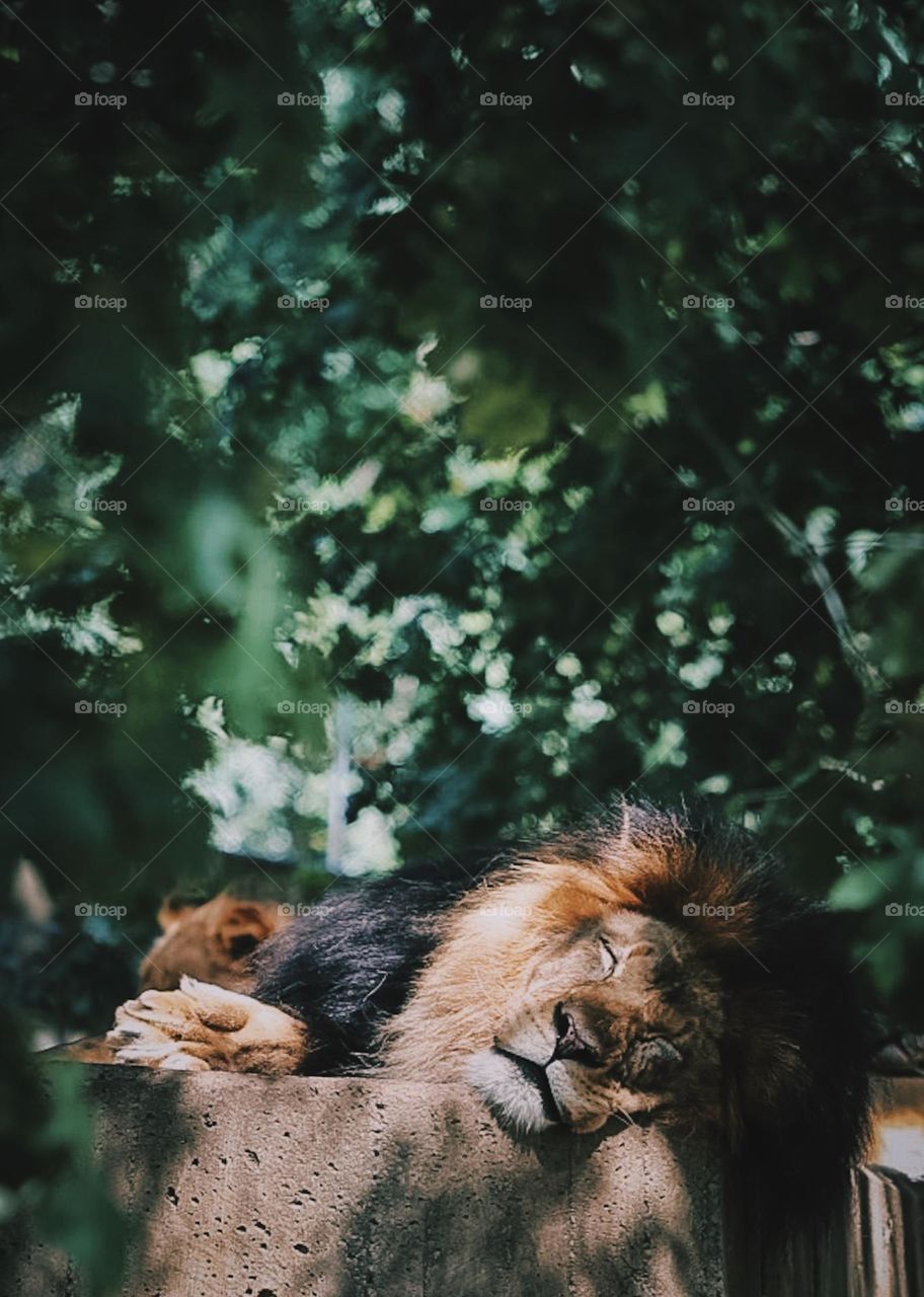 Sleeping Lion