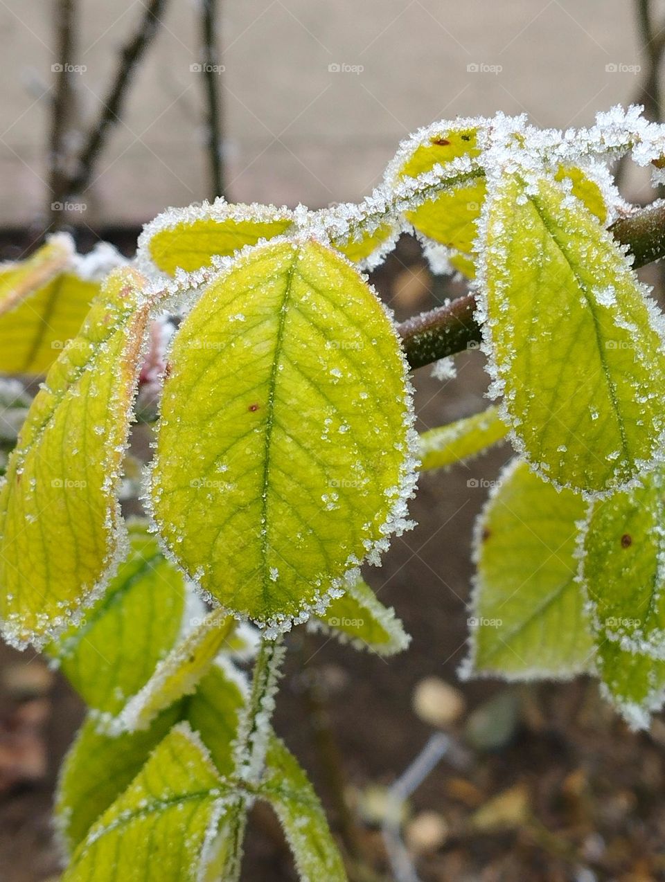 Leaves ice