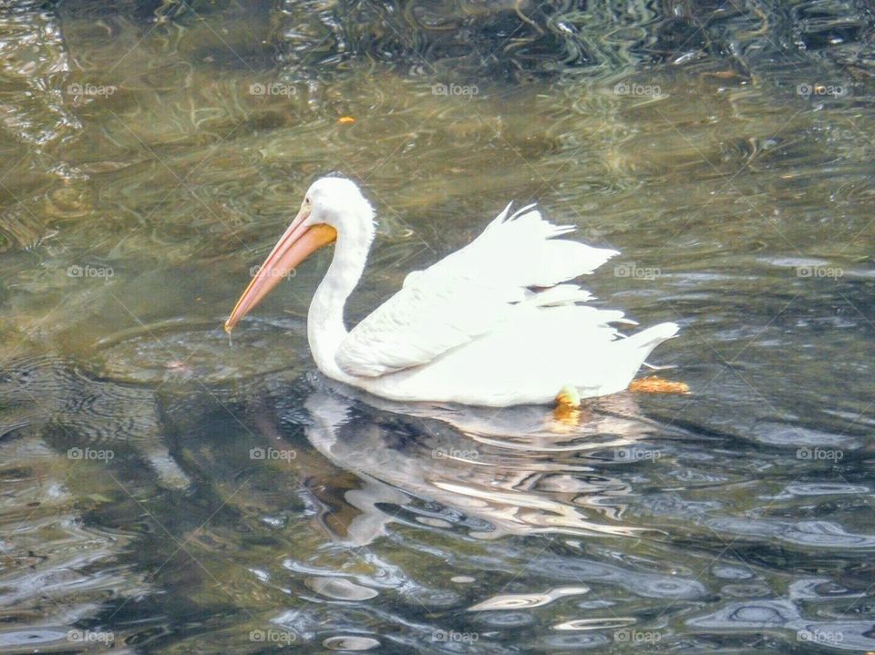 Pelican