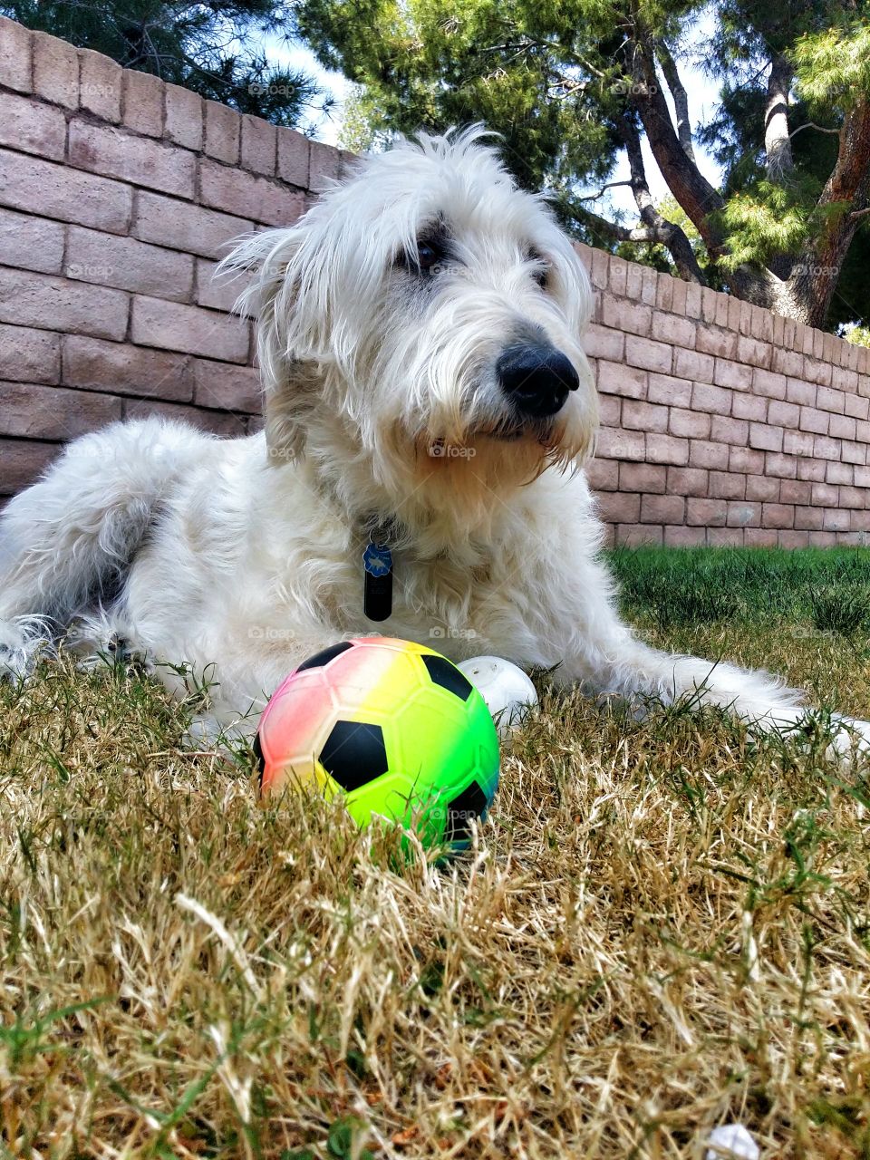 Dog sitting on grassy land