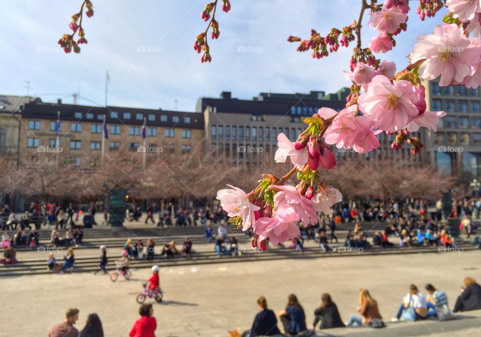 Kungsträdgården