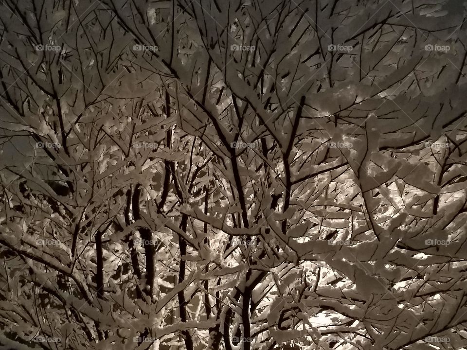 Night-time Snowy Tree