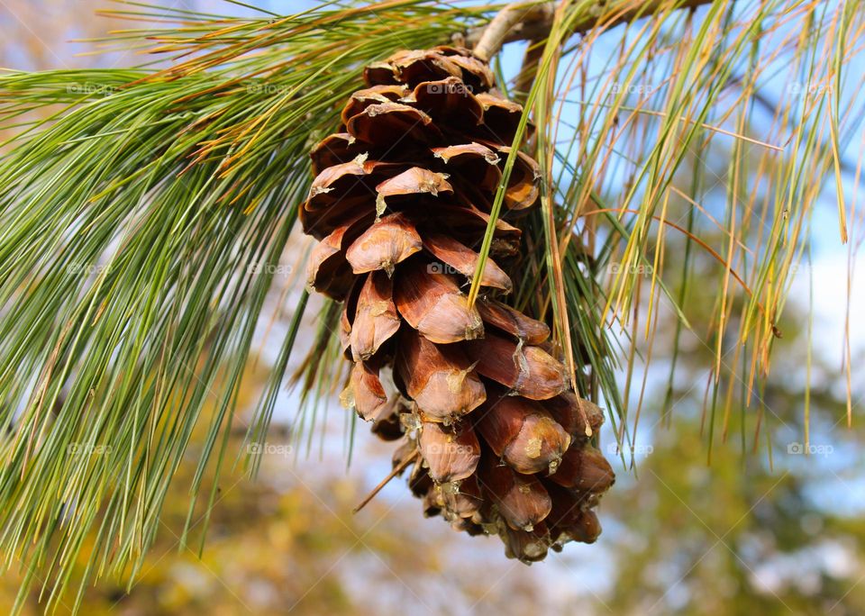 Autumn scene.  Close up of a pinecone  on a branch.  Brown,  yellow and green color