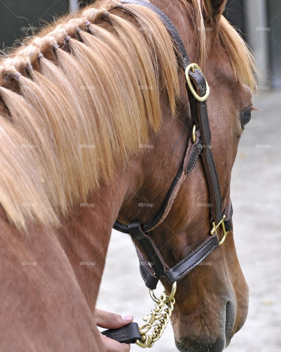 Emcee - Peg's Prayer by zazzle.com/fleetphoto