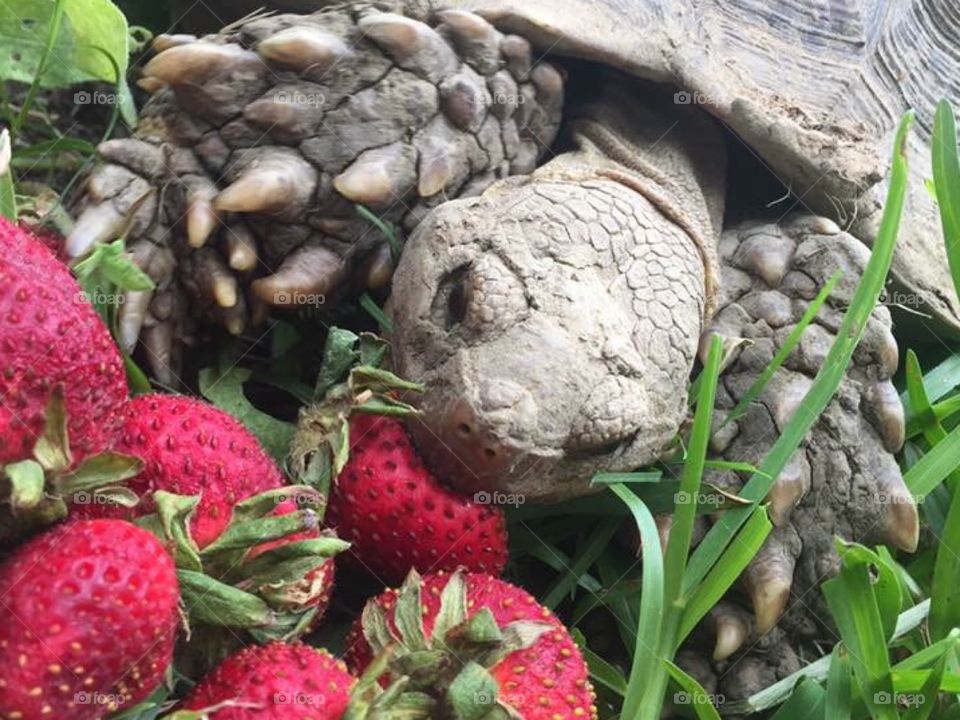 Terry the tortoise having some lunch