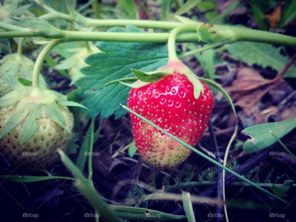 Strawberry close-up shot