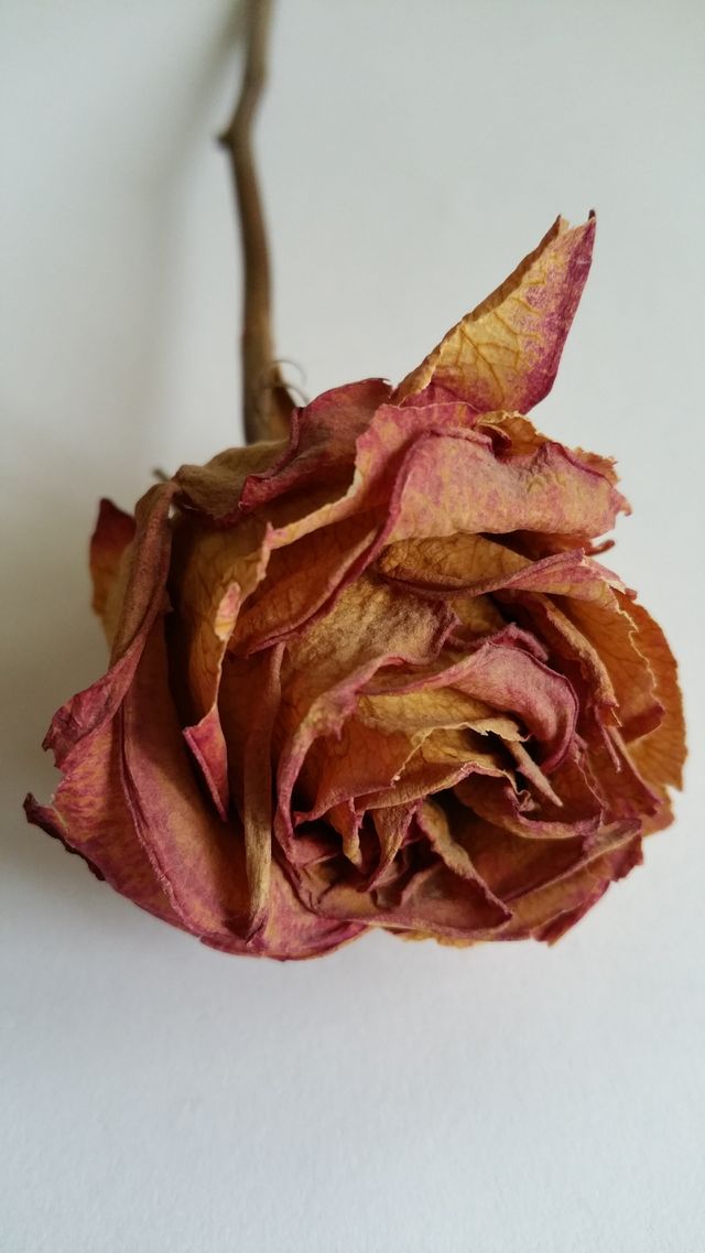 Withered rose