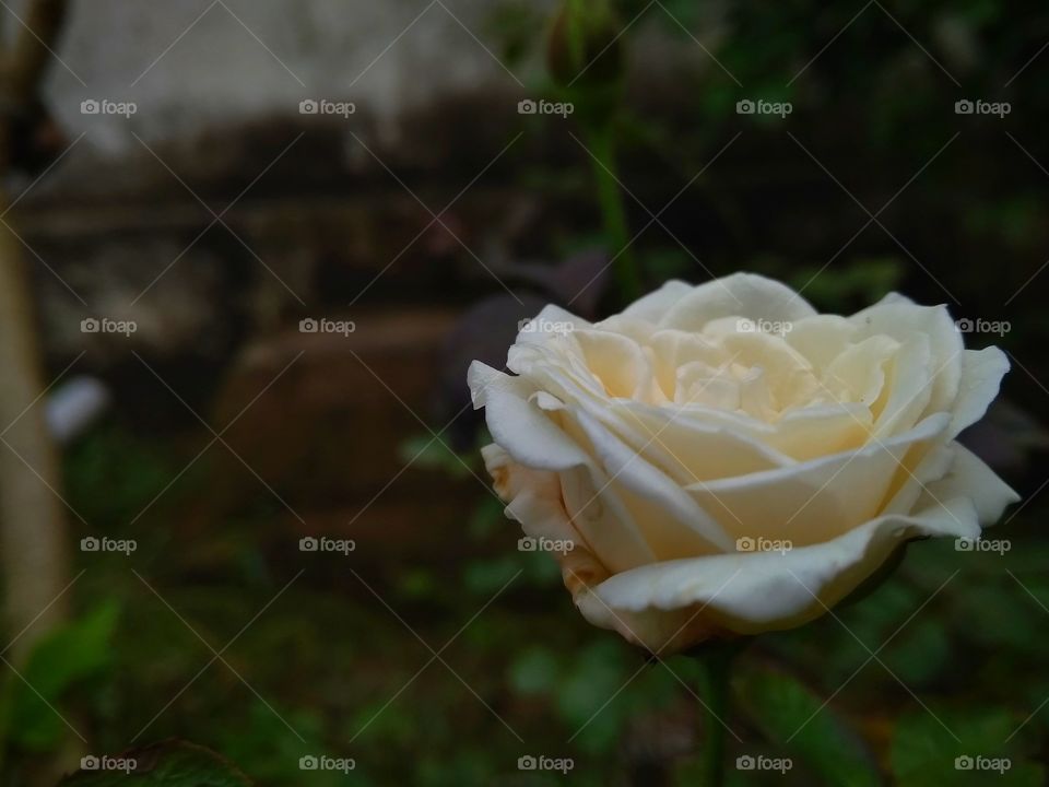 Beautiful White Rose