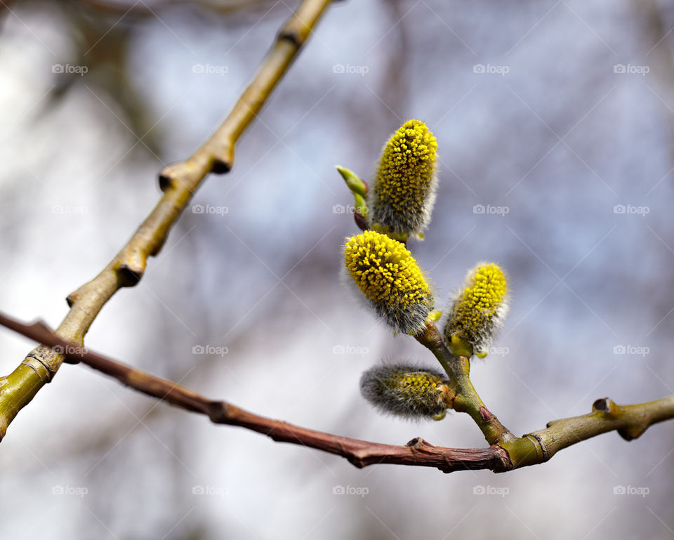 street spring garden tree by vikandr2007