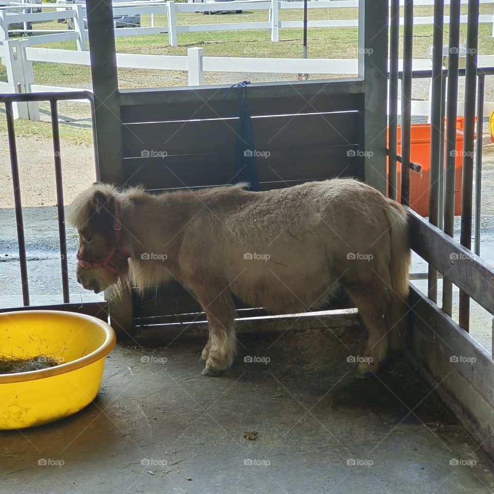 Miniature horses in Chulu Ranch