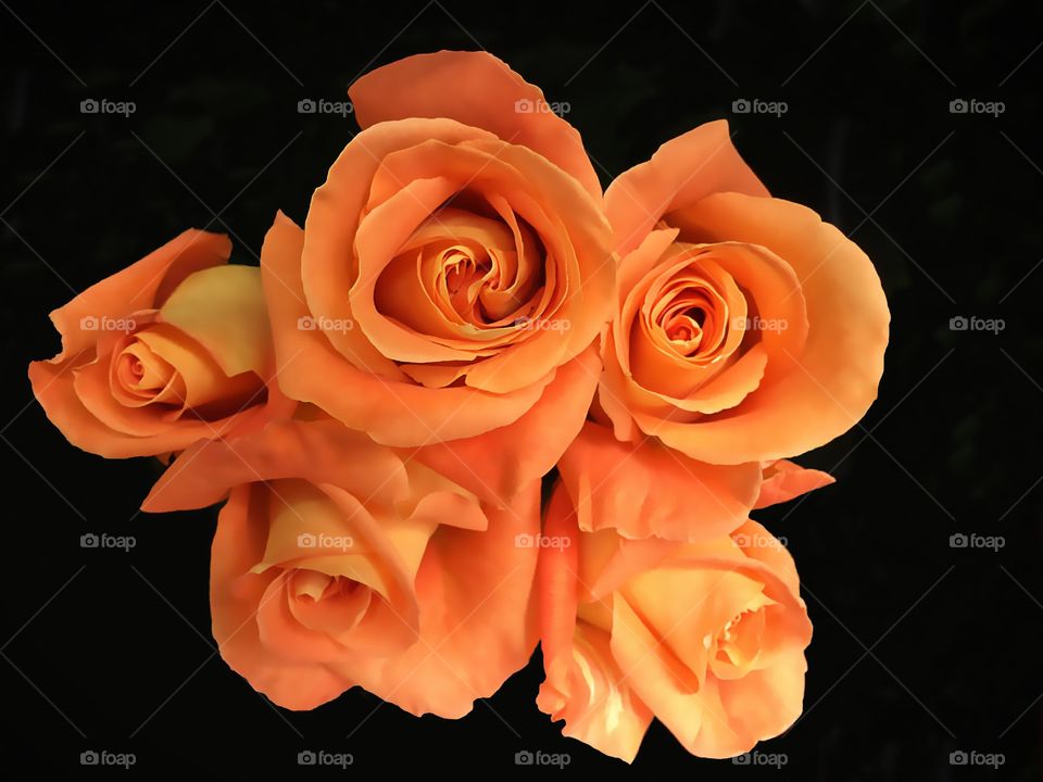 Orange roses
