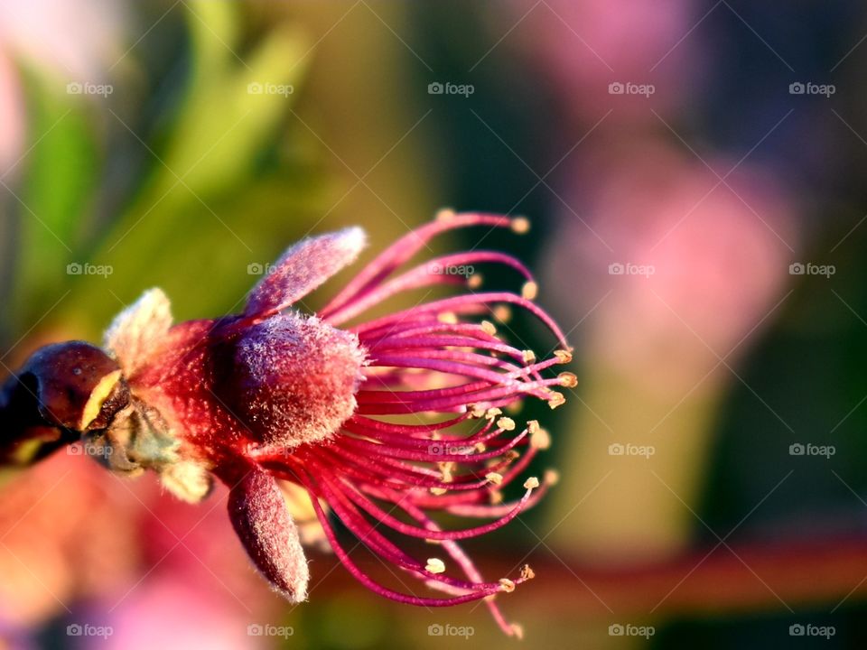 peach  blossom in spring