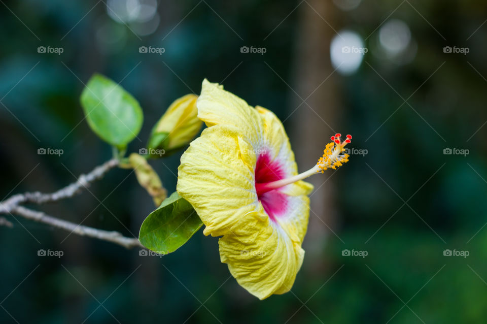 Beautiful Hibiscus plant.