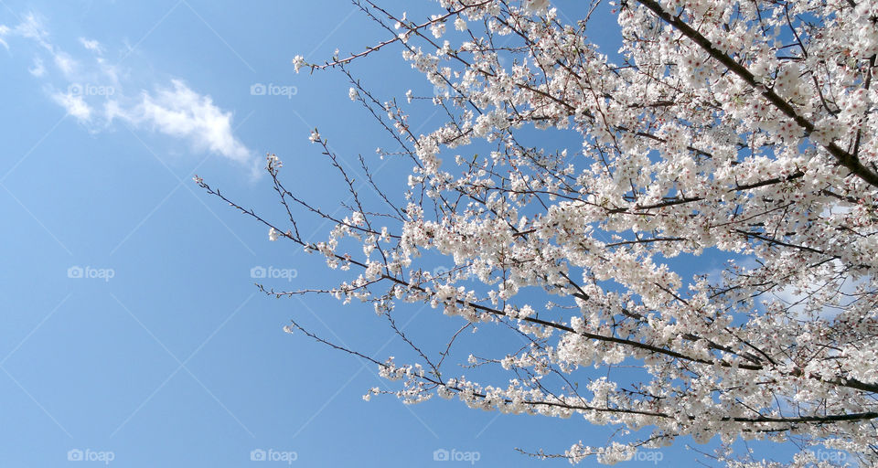 Cherry Blossom Festival. Taken during the annual cherry blossom festival at Redwing Park in Virginia Beach, VA.