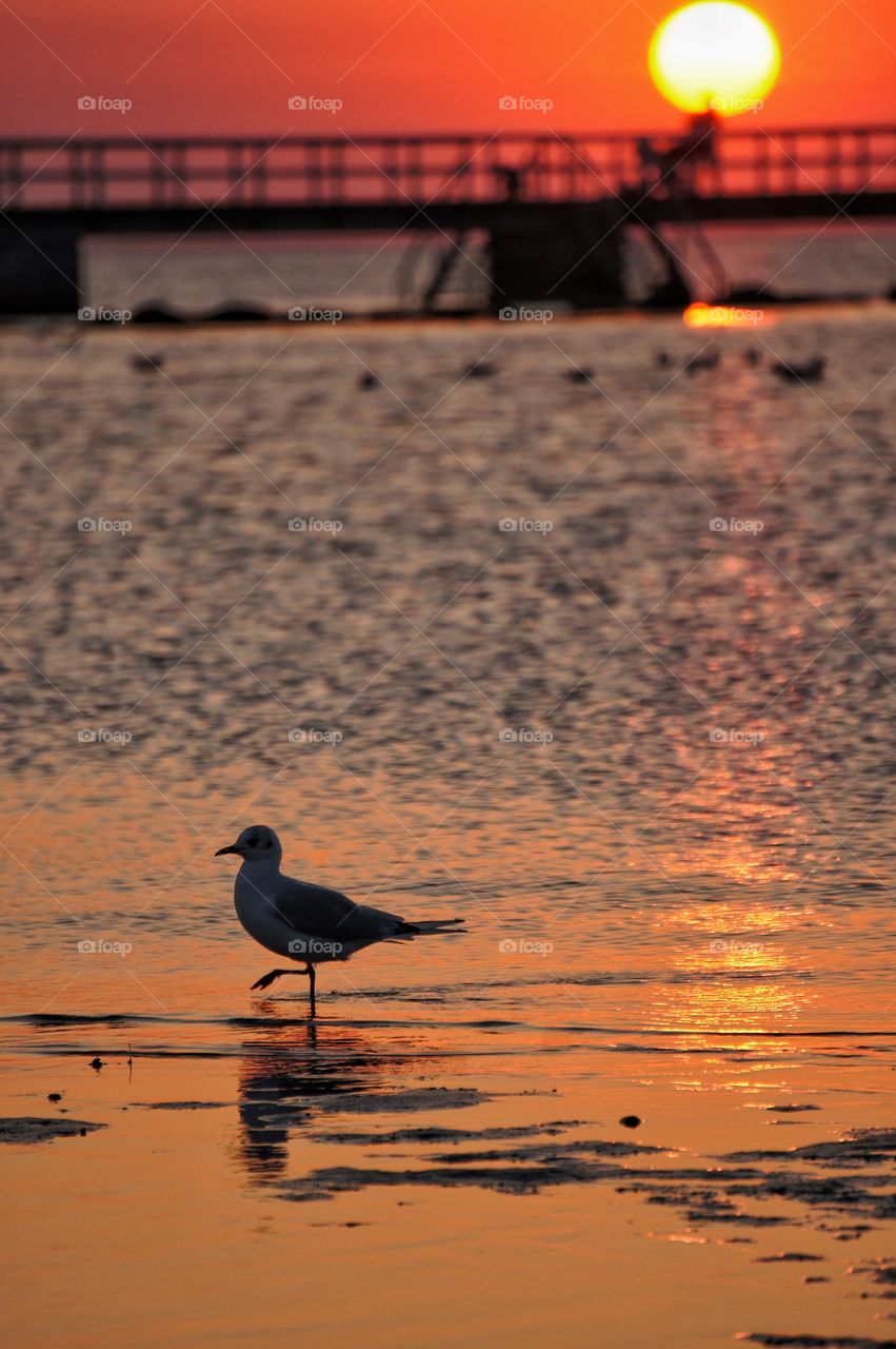 Seagull in sunset