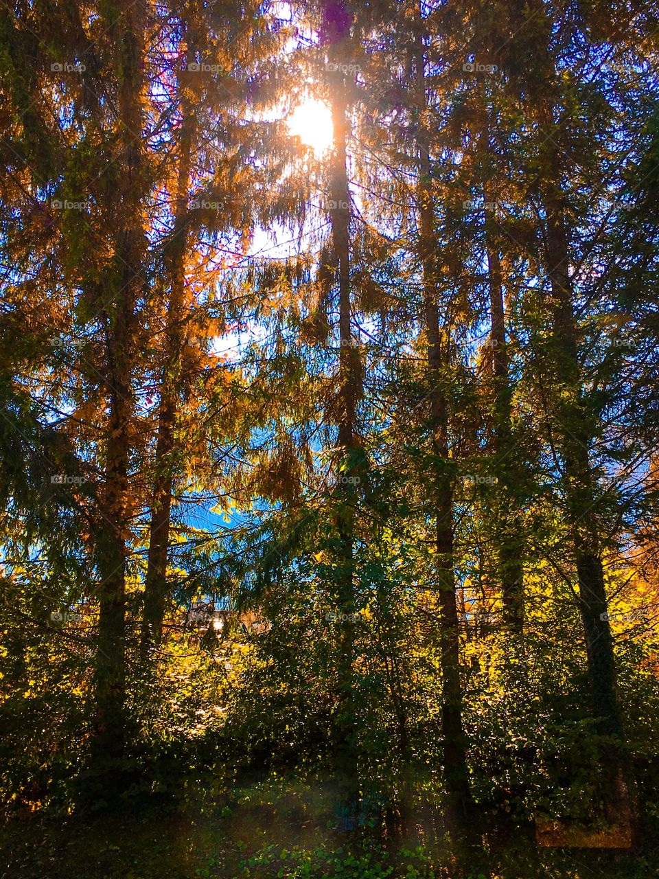 Sunny day in the forest 