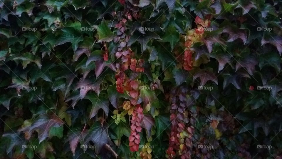 fall evening colours