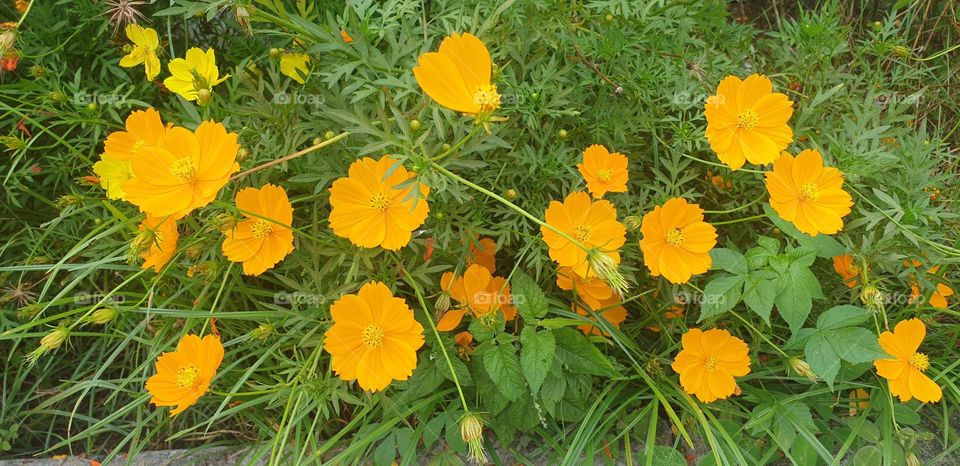 beautiful wild plant with soft and delicate orange flower.  looks like a bouquet of flowers