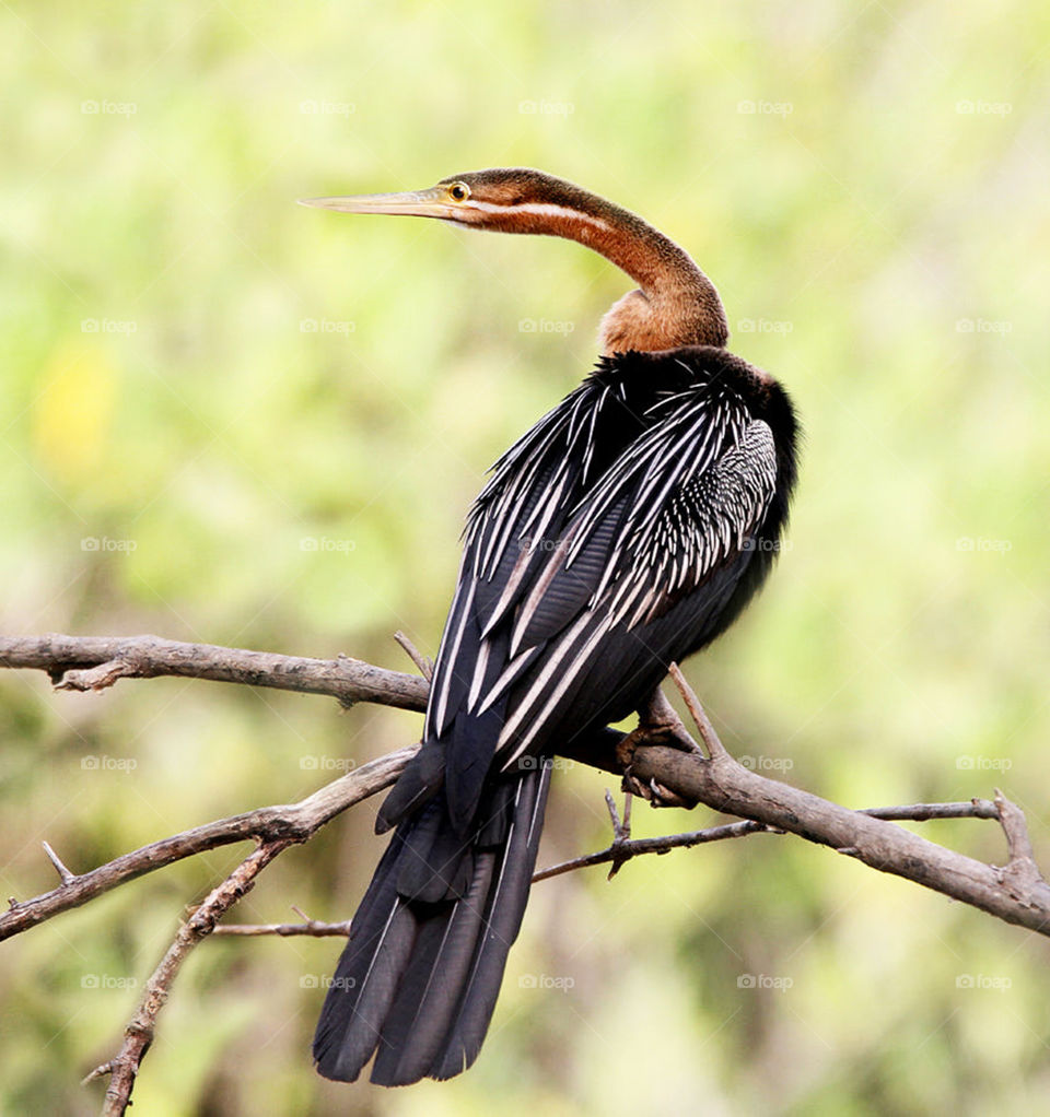 Gambia wildlife pictures