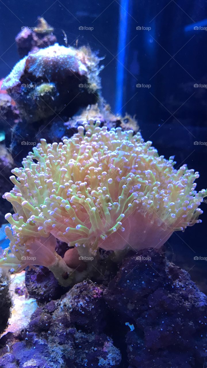 Frogspawn coral
