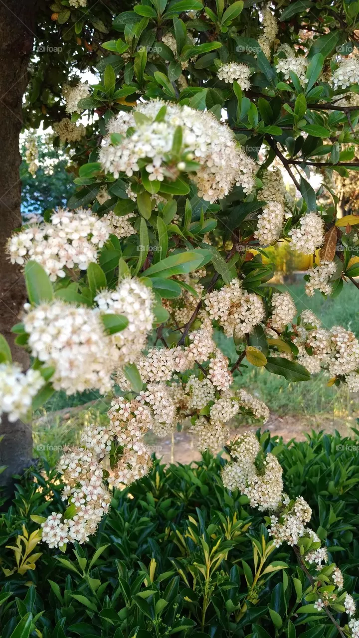 flower