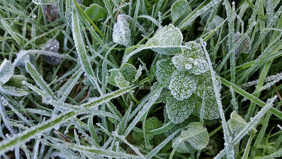 High angle view of frost leaf