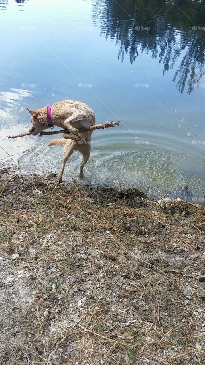 Action packed dog power