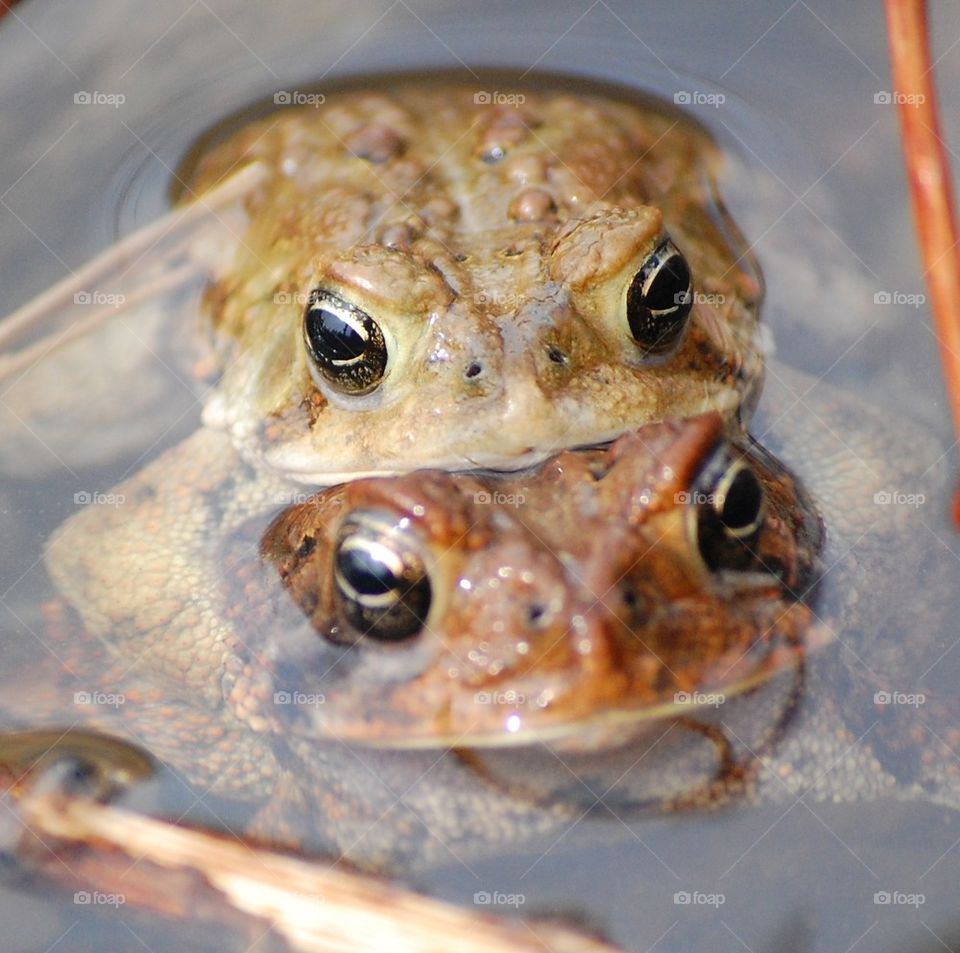 Toad love 