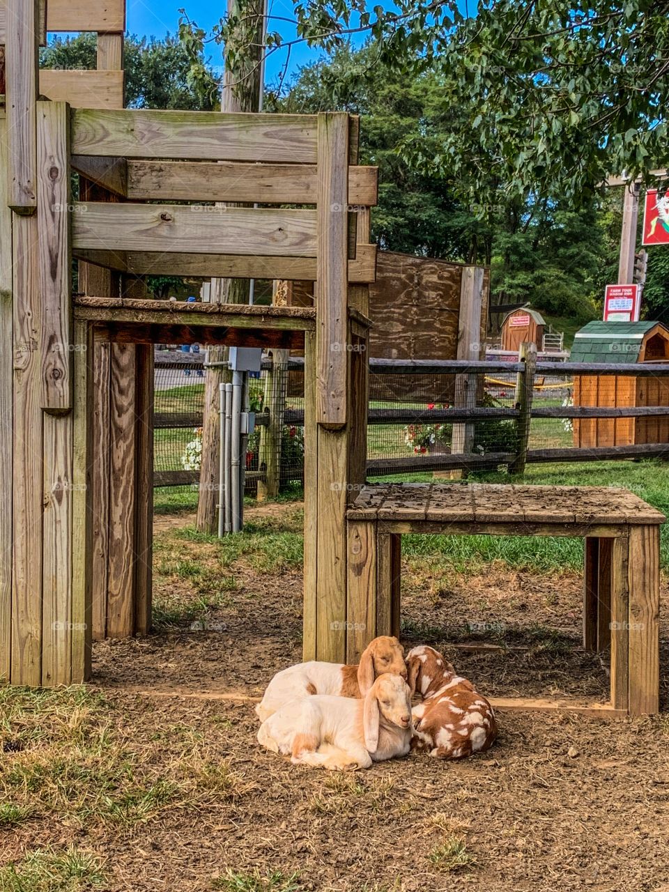 Baby goats enjoying each other while they sleep and soak up the sun!