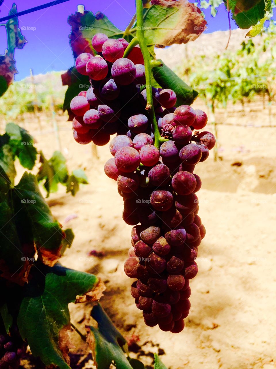 Grape vine 