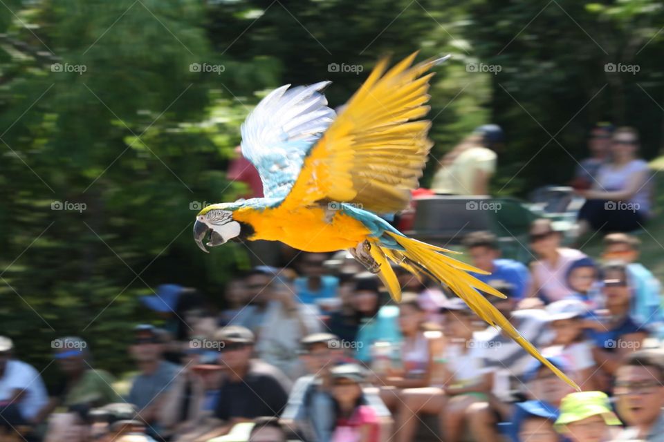 Macaw parrot