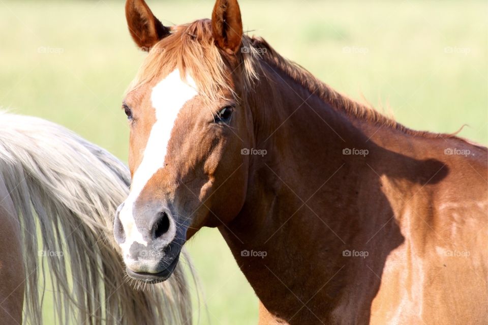 Chestnut horse in Texas
