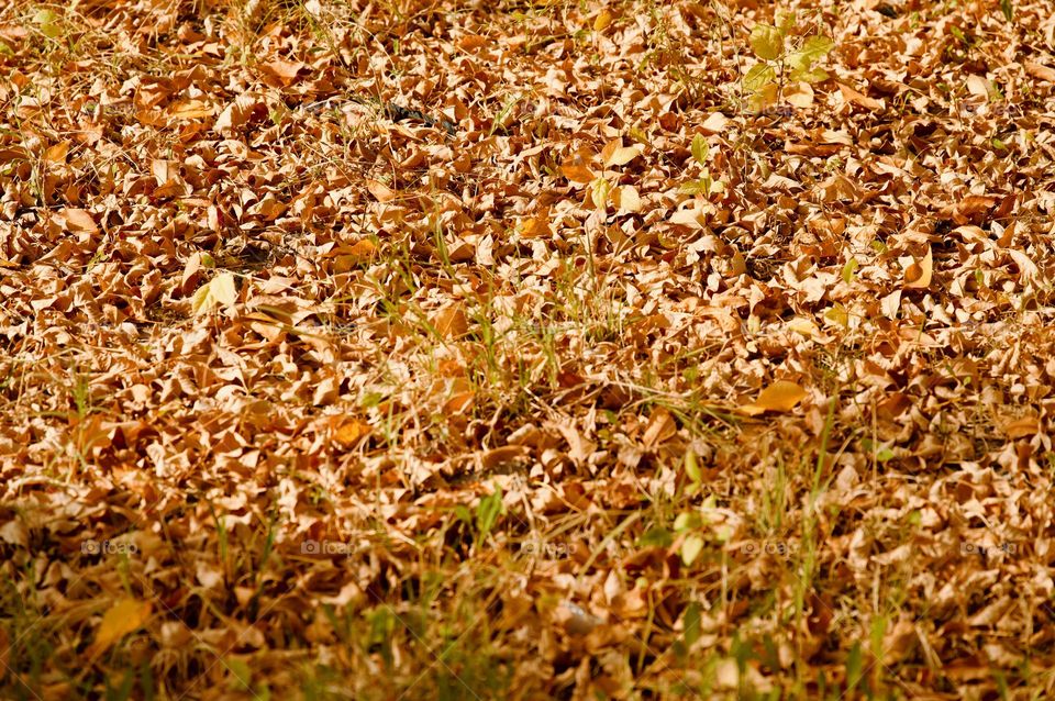 Season Fall leaves on the ground 
