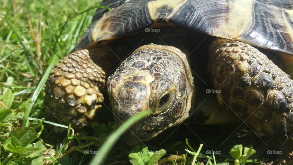 A tortoise named Benny