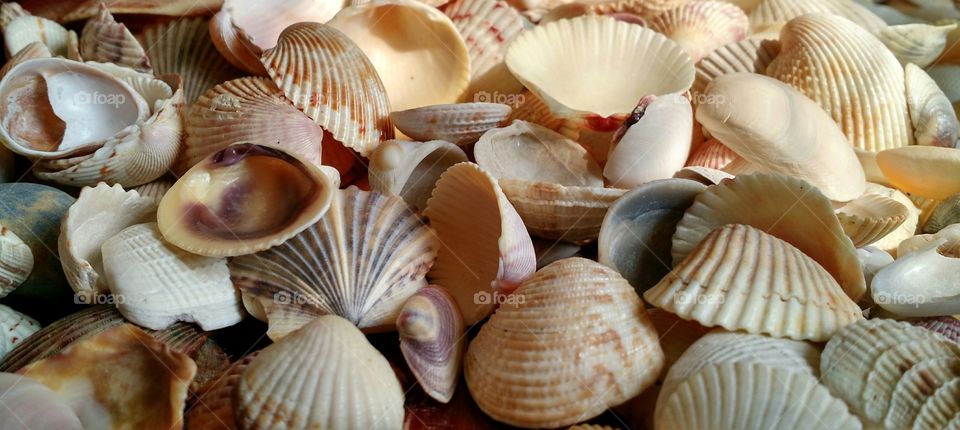 Shell collection 