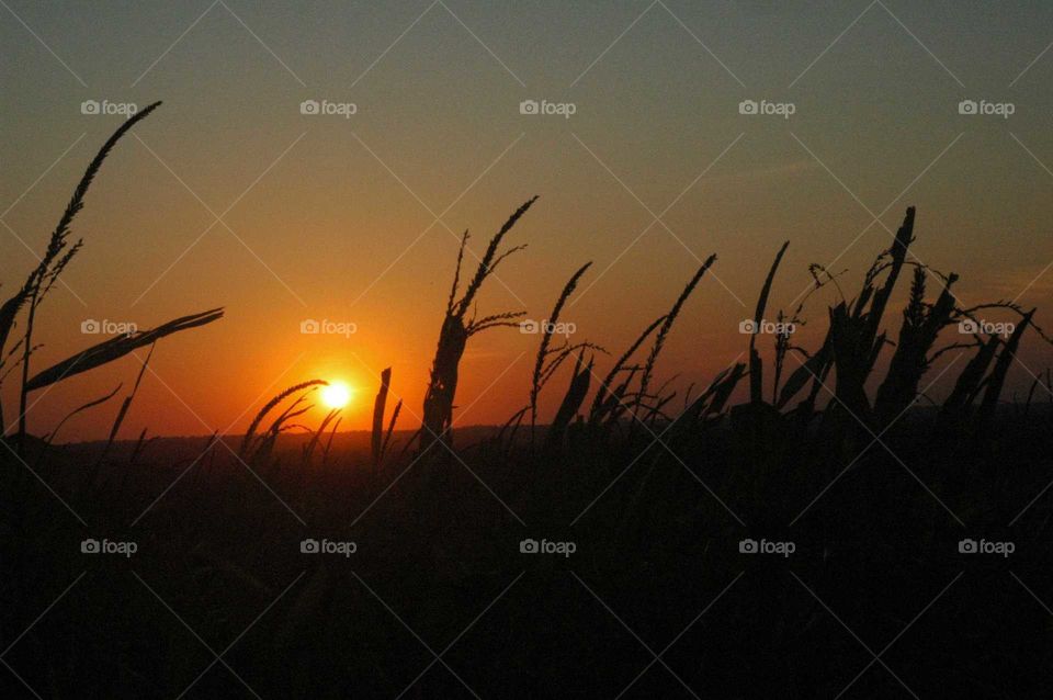 Silhouetted Corn