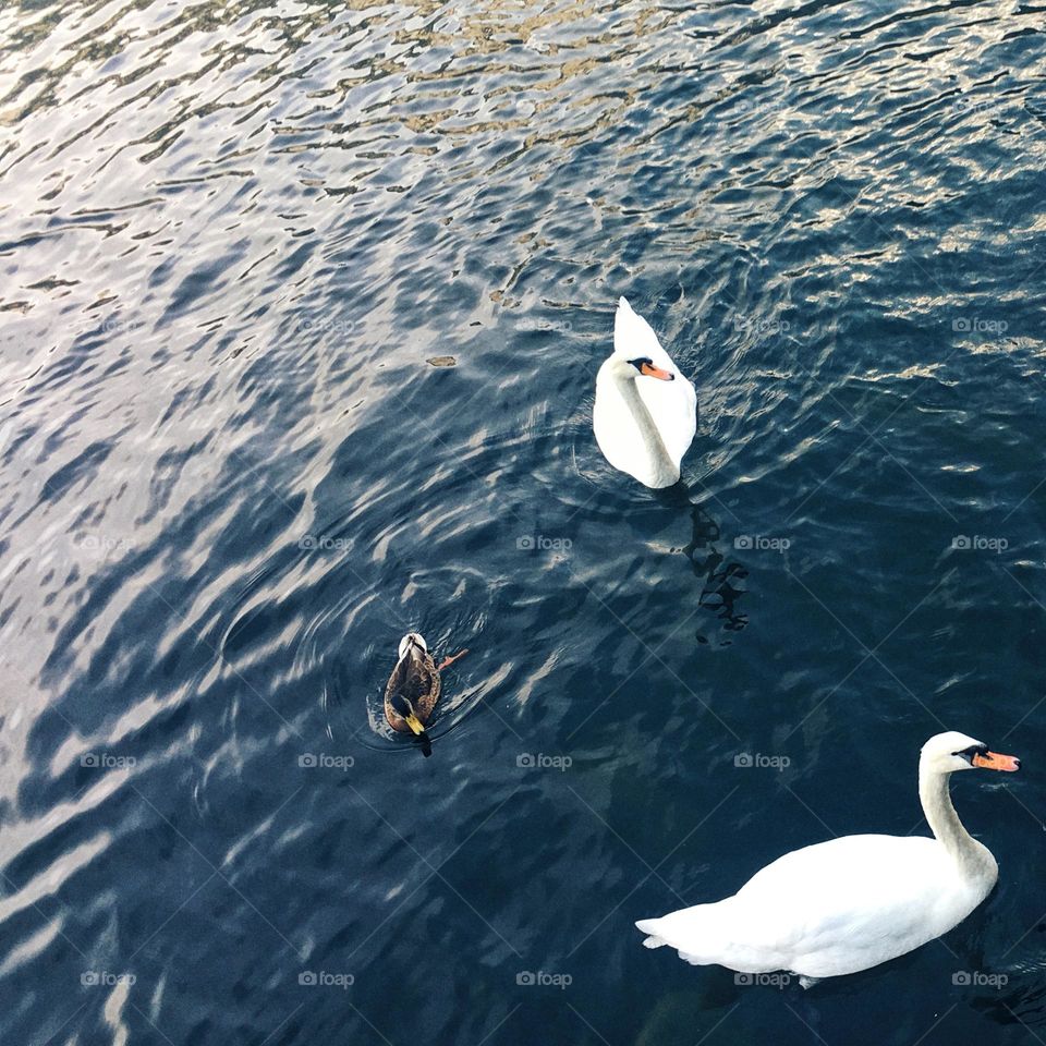 Swans on the river