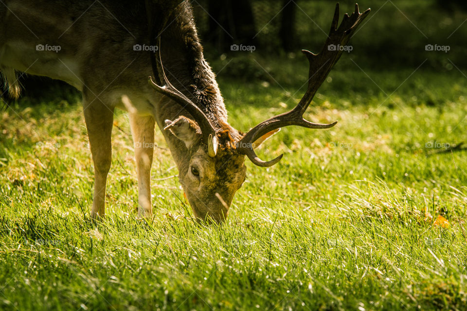 A beautiful deer in the park. Richmond park in London. Sweet animal portrait.