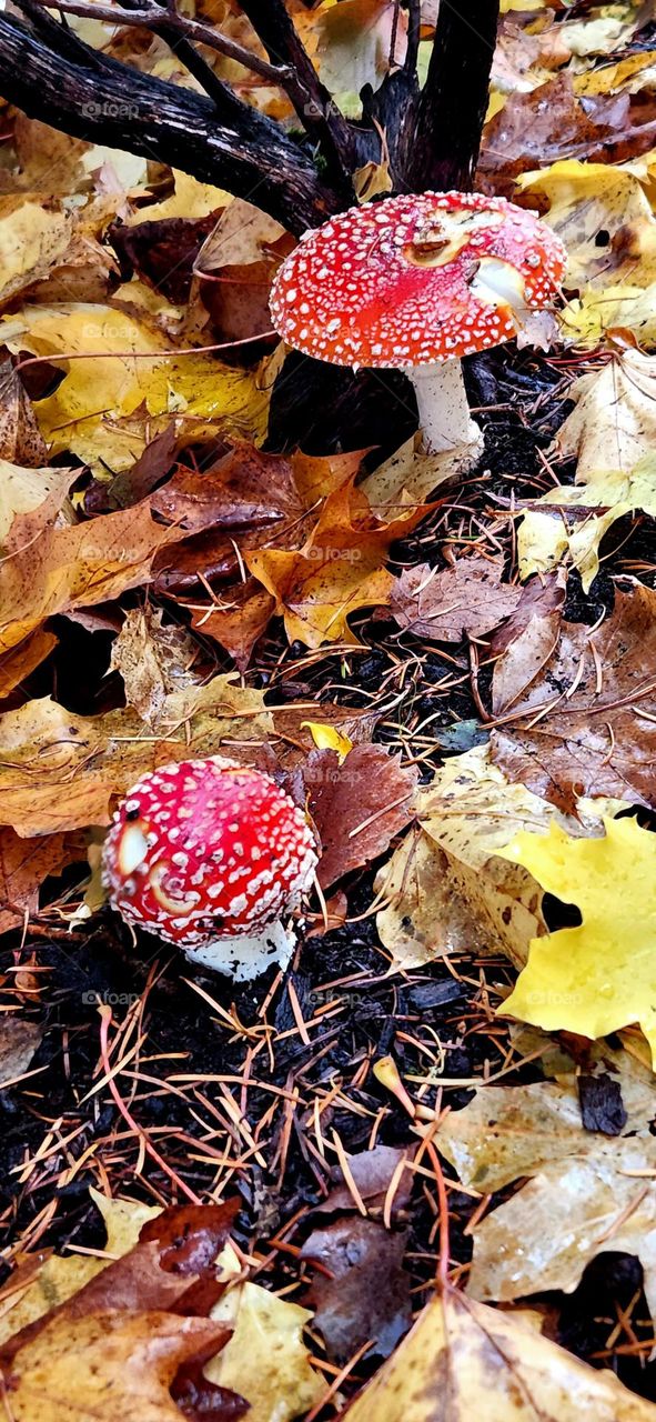 two bright red and white mushrooms surrounded by fallen leaves on a rainy day in Oregon